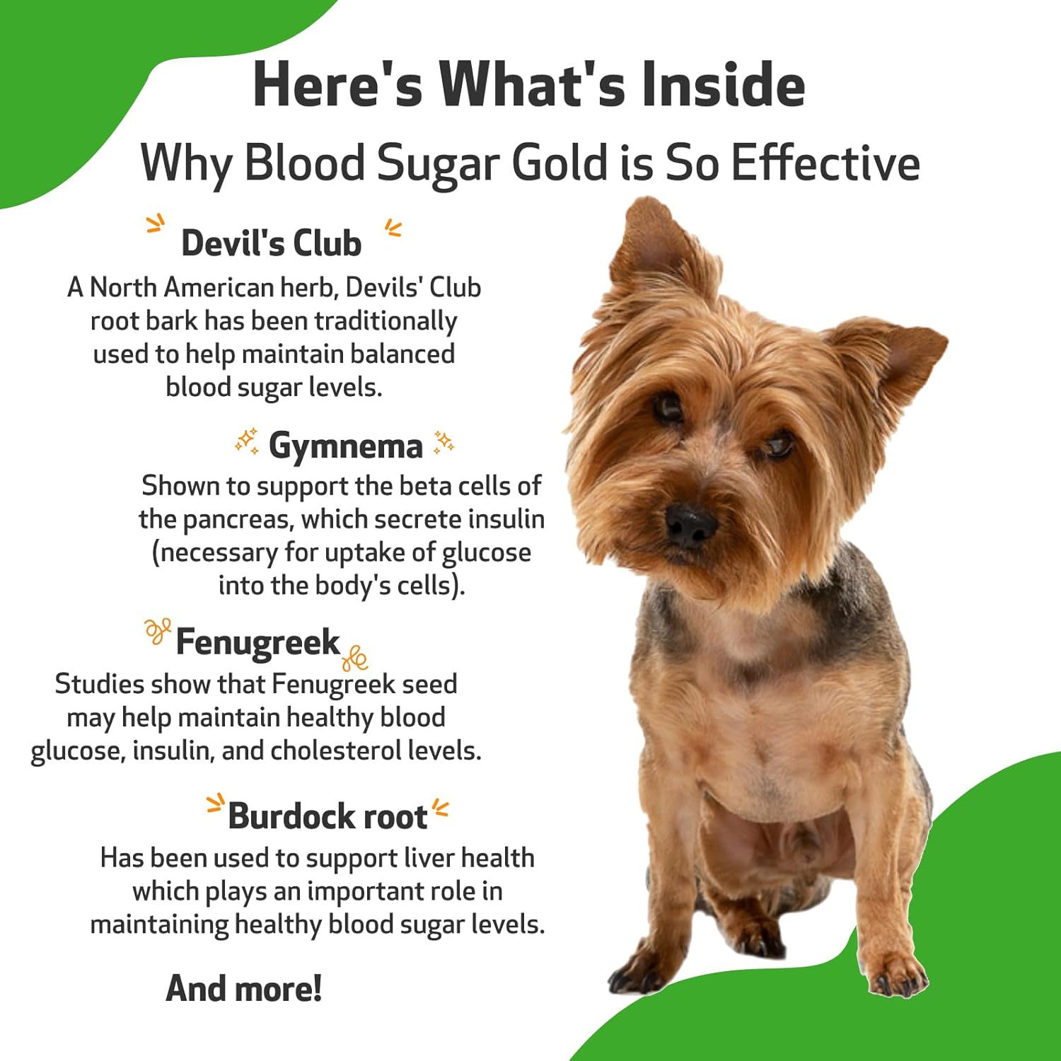 Pet Wellbeing Blood Sugar Gold for Dogs - Vet-Formulated - Supports Healthy Blood Sugar Balance, Pancreas & Liver Function - Natural Herbal Supplement 2 oz (59 ml)-4