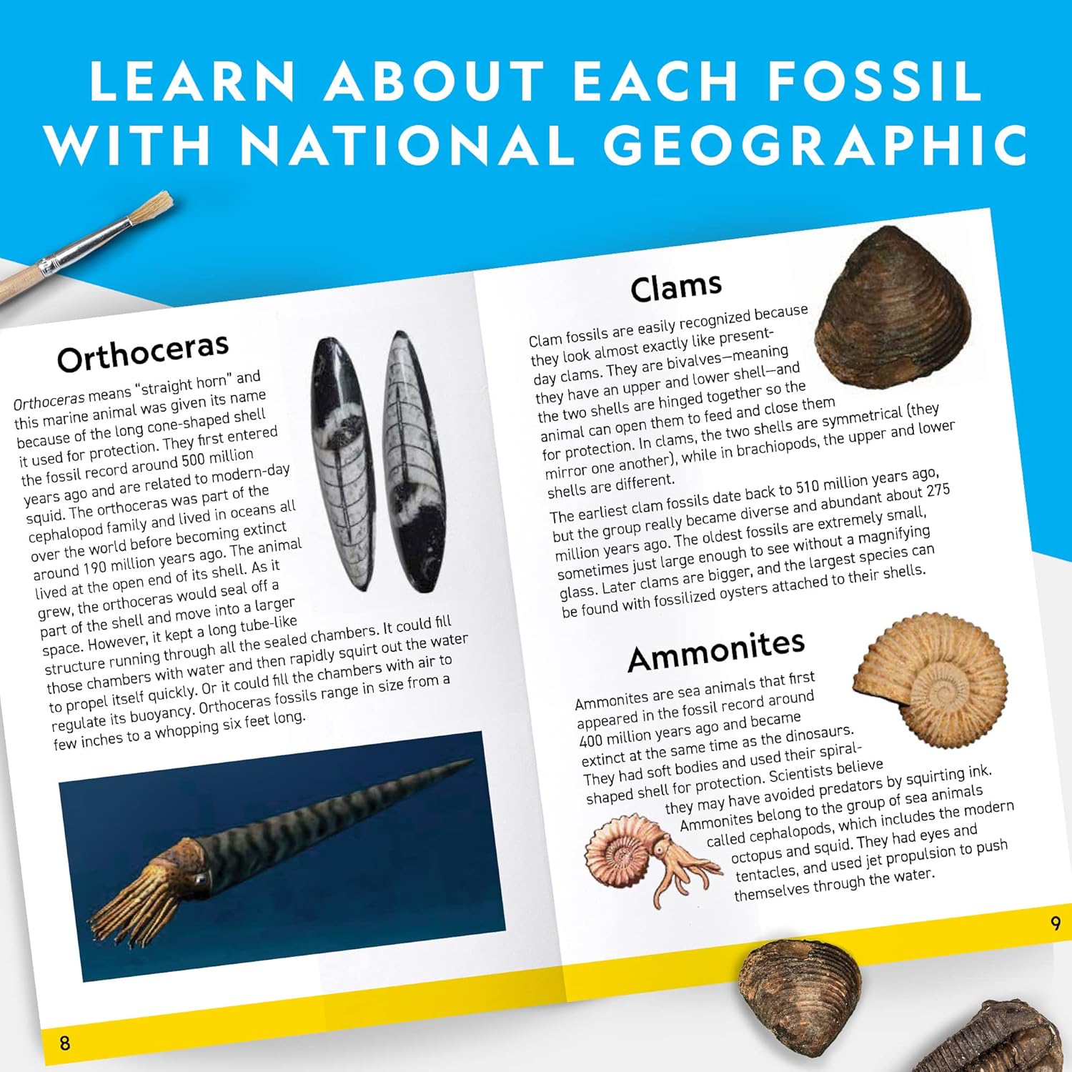 National Geographic Mega Fossil Dig Kit - Excavate 15 Genuine Prehistoric Fossils, Kids Fossil Kit, Educational Toys, Great Science Kit Gift for Girls and Boys (Amazon Exclusive)-4