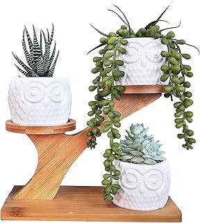 MINGZE 3 Pack Owl Succulent Ceramic Plant Pots for Home Office Desk (With Wooden Stand), Succulent Combination Potted Flower Pot, Succulent Ceramic Pot