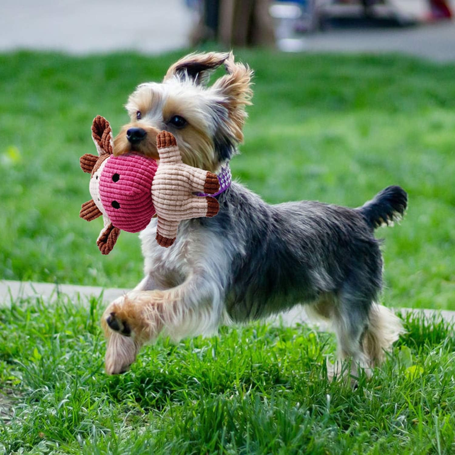 Toozey Dog Toys Puppy Toys - 7 Pcs Puppy Toys from 8 Weeks Small Dog Toys - Interactive Dog Toys for Boredom Dog Chews Dog Toys For Small Dogs&Large Dogs Rope Toys - Natural Cotton&Non-toxic-7