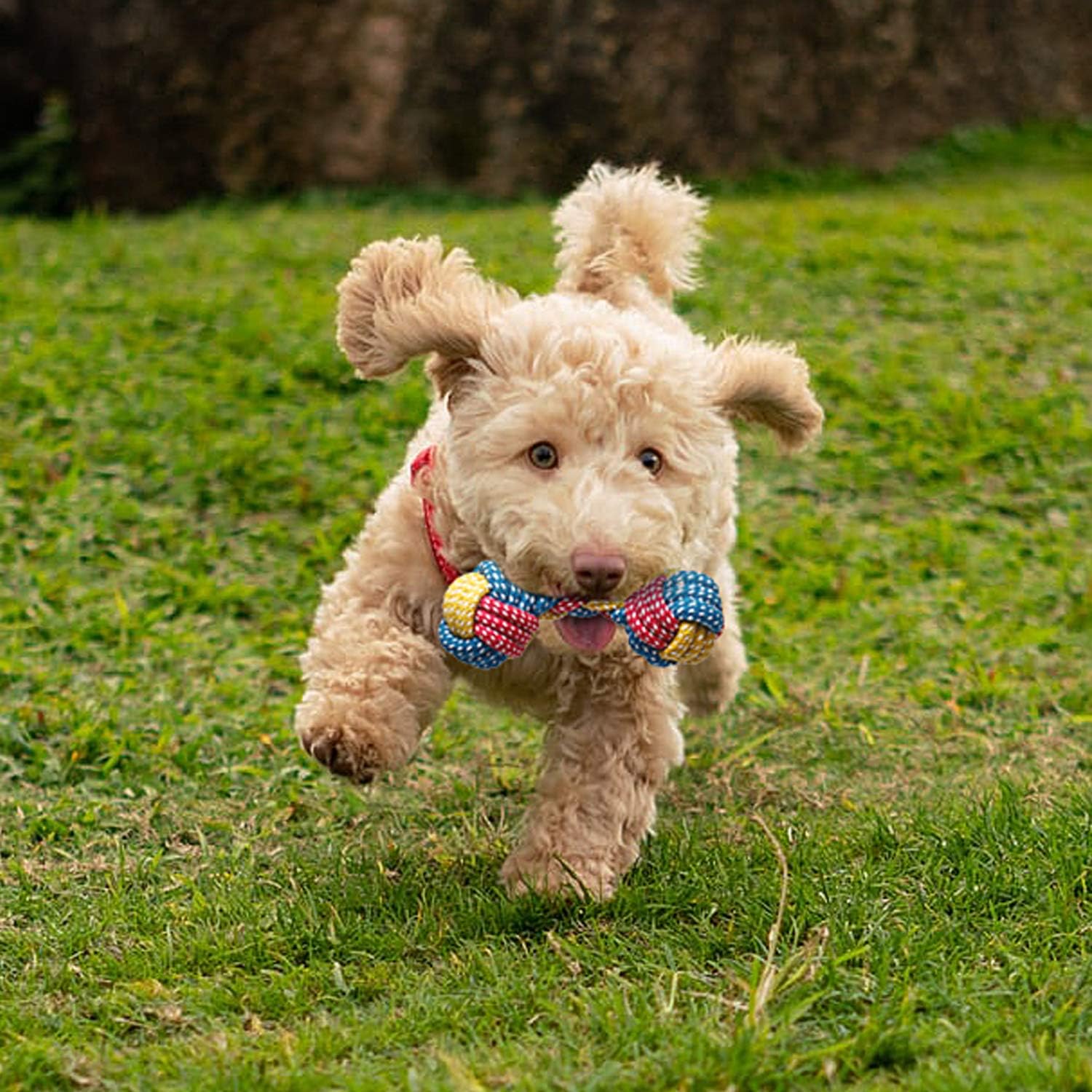 Toozey Dog Toys Puppy Toys - 7 Pcs Puppy Toys from 8 Weeks Small Dog Toys - Interactive Dog Toys for Boredom Dog Chews Dog Toys For Small Dogs&Large Dogs Rope Toys - Natural Cotton&Non-toxic-8