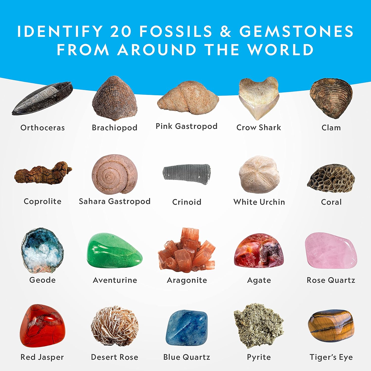 NATIONAL GEOGRAPHIC Mega Fossil and Gemstone Dig Kit - Excavate 20 Real Fossils and Gems, Science Kit for Kids, Rock Digging Excavation Kit, Geology Gifts for Boys and Girls (Amazon Exclusive)-3