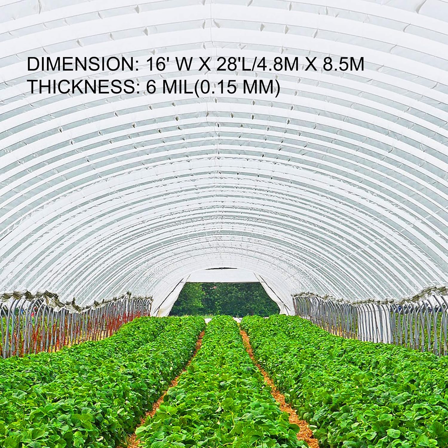 Happybuy Greenhouse Film 16 x 28 ft, Polyethylene Film 6 Mil Thickness, Greenhouse Plastic Greenhouse Clear Plastic Film UV Resistant, Polyethylene Film Keep Warming, Superior Toughness, Transparent-2