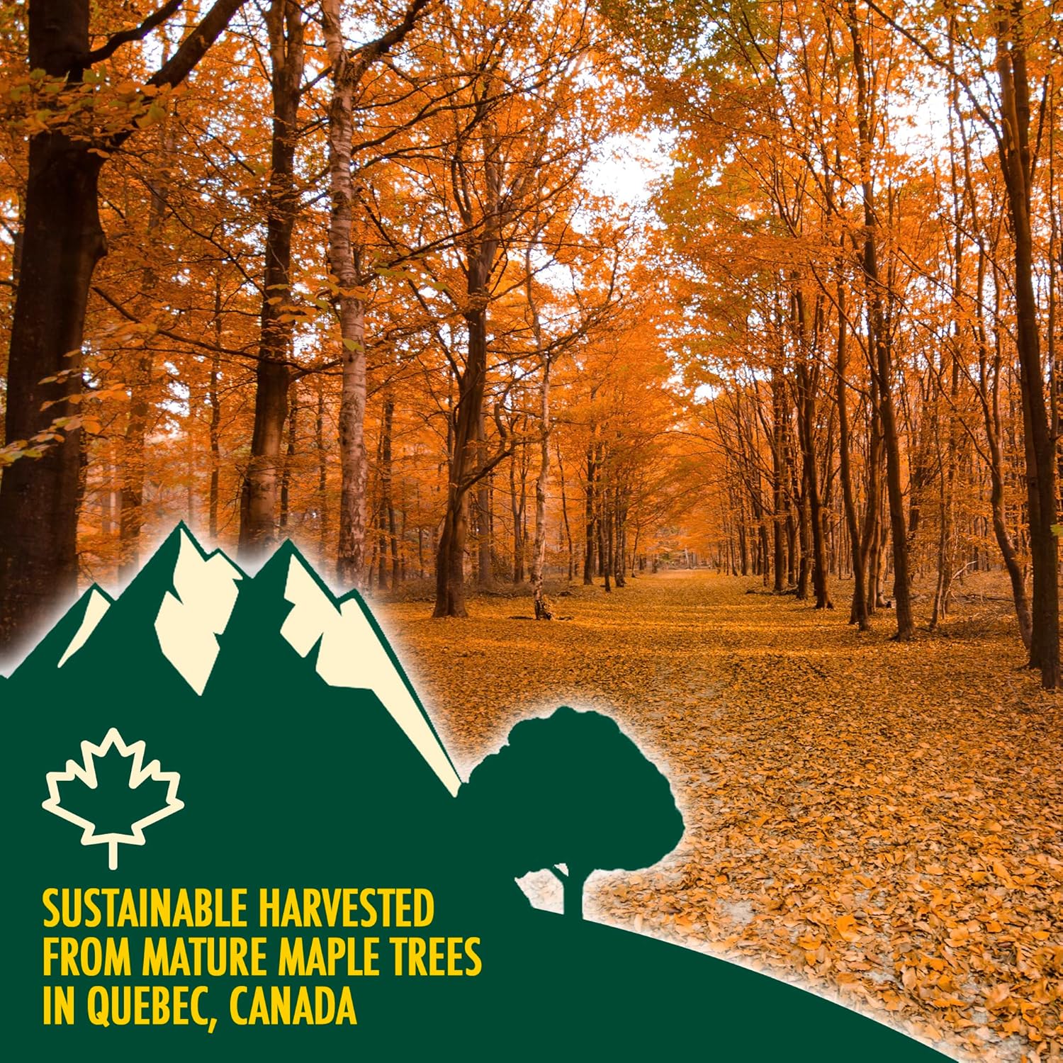 Maple Shack 100% Pure Canadian Maple Syrup 1l - Grade A, Dark Maple Syrup with Caramel Taste - Ideal for Pancakes, Waffles and Baking - 1.32kg-8