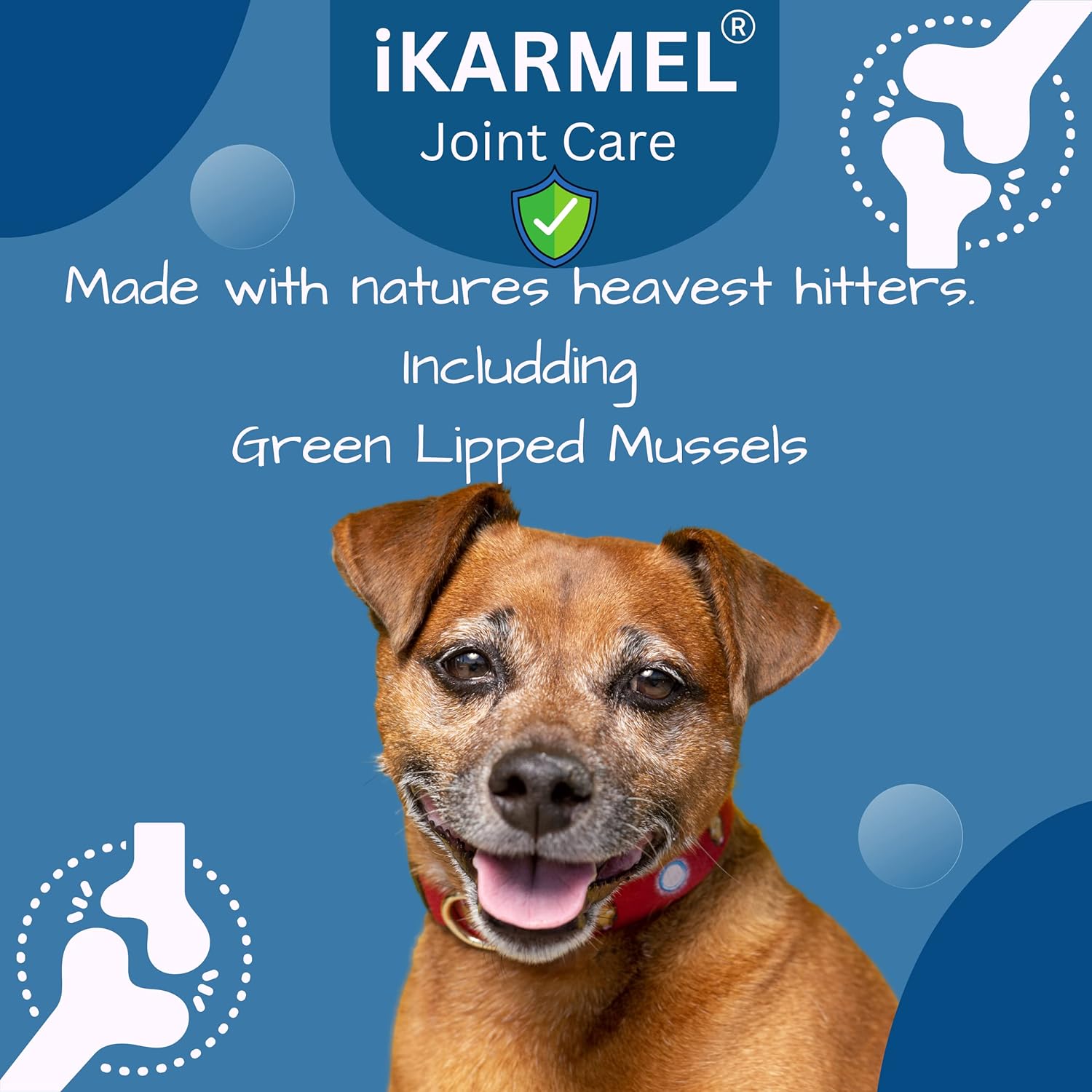 iKarmel Joint Supplements for Dogs | Hip and Joint Care | with Glucosamine, Chondroitin, and Green-Lipped Mussels | Puppy to Senior Dog Treats for Stiff Joints (180 Chews)-5