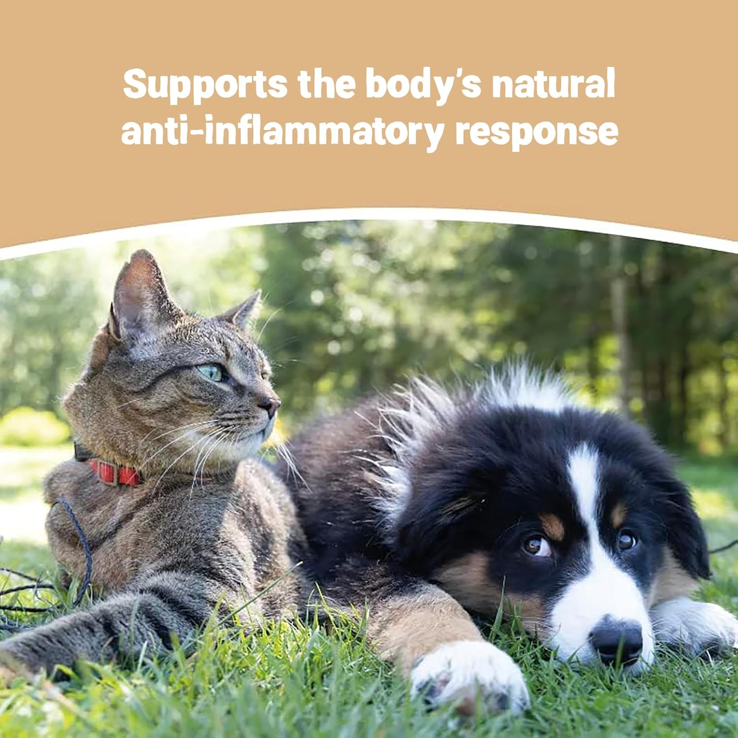 Pets Purest Allergy and Itch Immunity Support Supplement Drops for Dogs, Cats & Pets 50ml. 100% Natural Itchy Dog Skin Aid for Paw Licking, Itchy Ears, Irritation & Watery Eyes-2