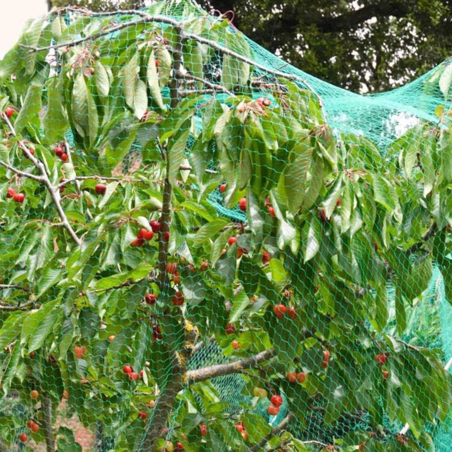 Requisite Needs 4m x 10m Green Garden Netting, Bird Netting Pond Plant Netting for Protecting Fruit Tree Vegetable Patch Flowers Crops Strawberry Pea and Bean.-4