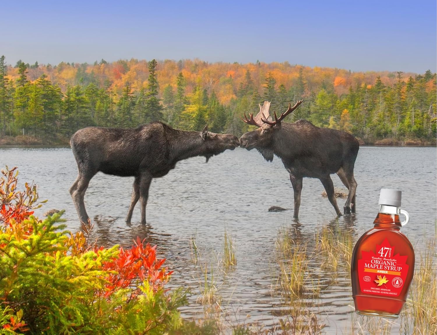 47° North Single Source Canadian Organic Maple Syrup Grade A Dark Robust 1000ml (1x1000ml)-4