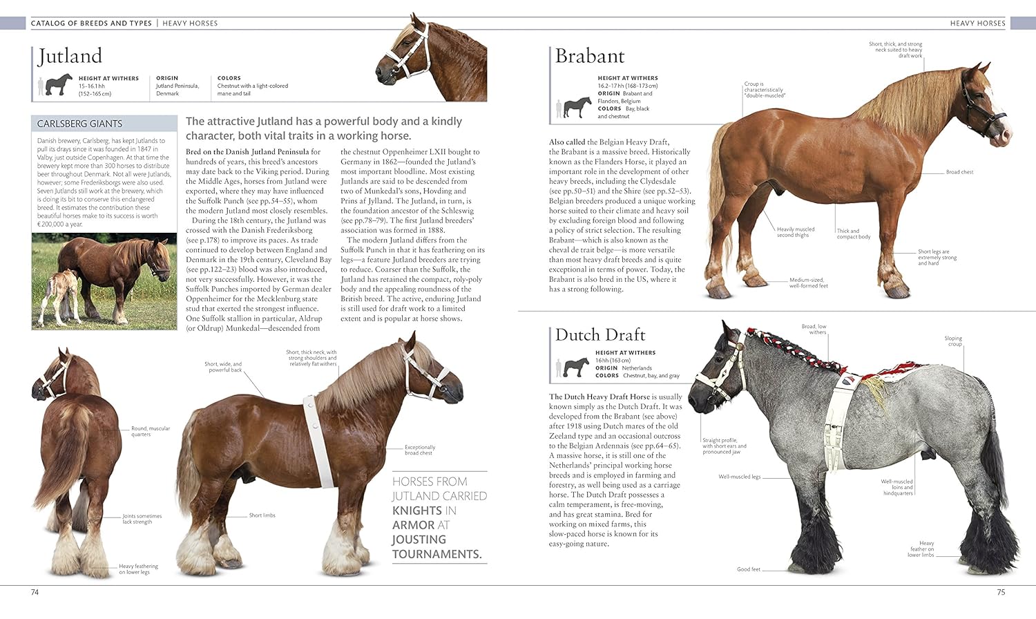 The Horse Encyclopedia (DK Pet Encyclopedias)-2