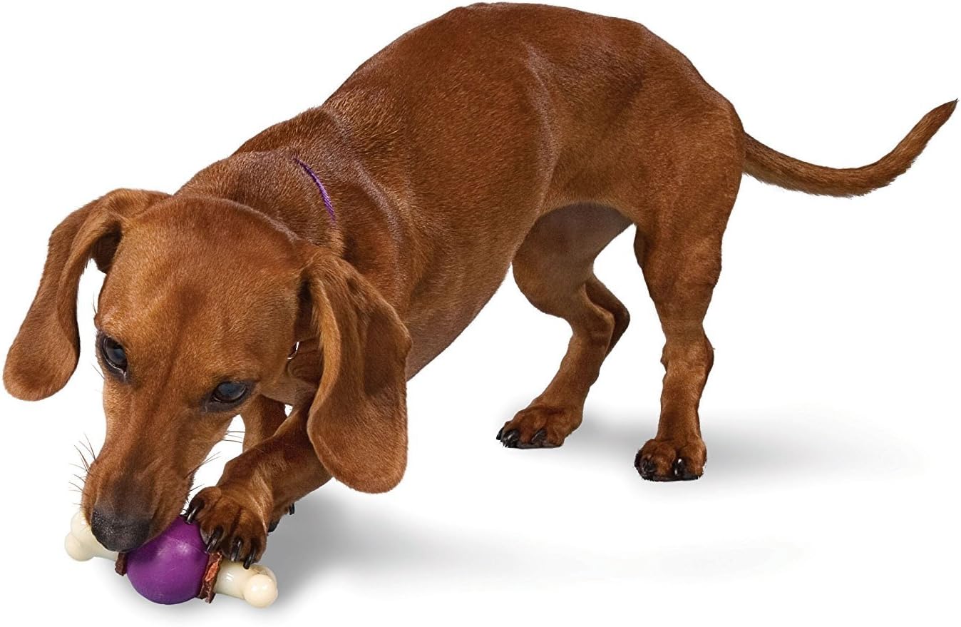 PetSafe® Busy Buddy® Bouncy Bone™, Treat Holding Dog Toy, Small, Best for Dogs Up to 10 Lb.-1