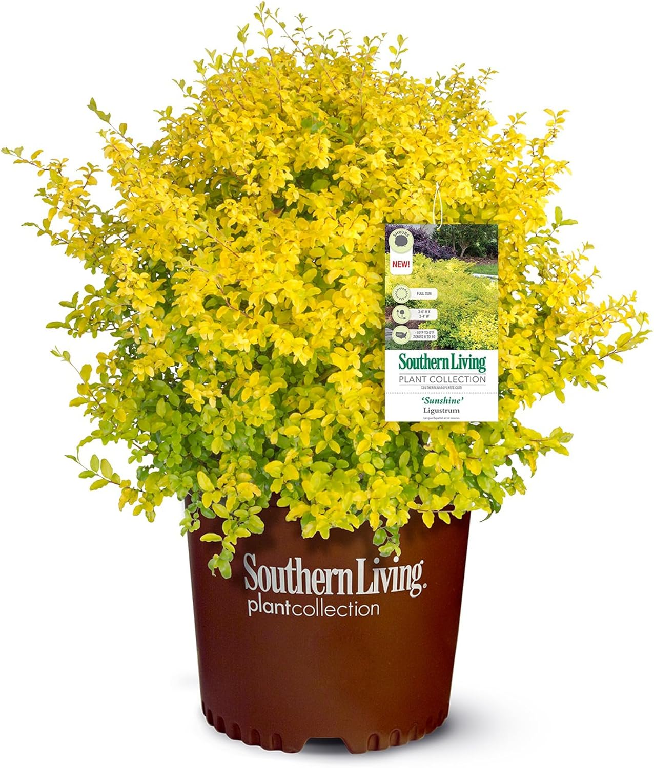 Southern Living Sunshine Ligustrum 2 Gallon-0