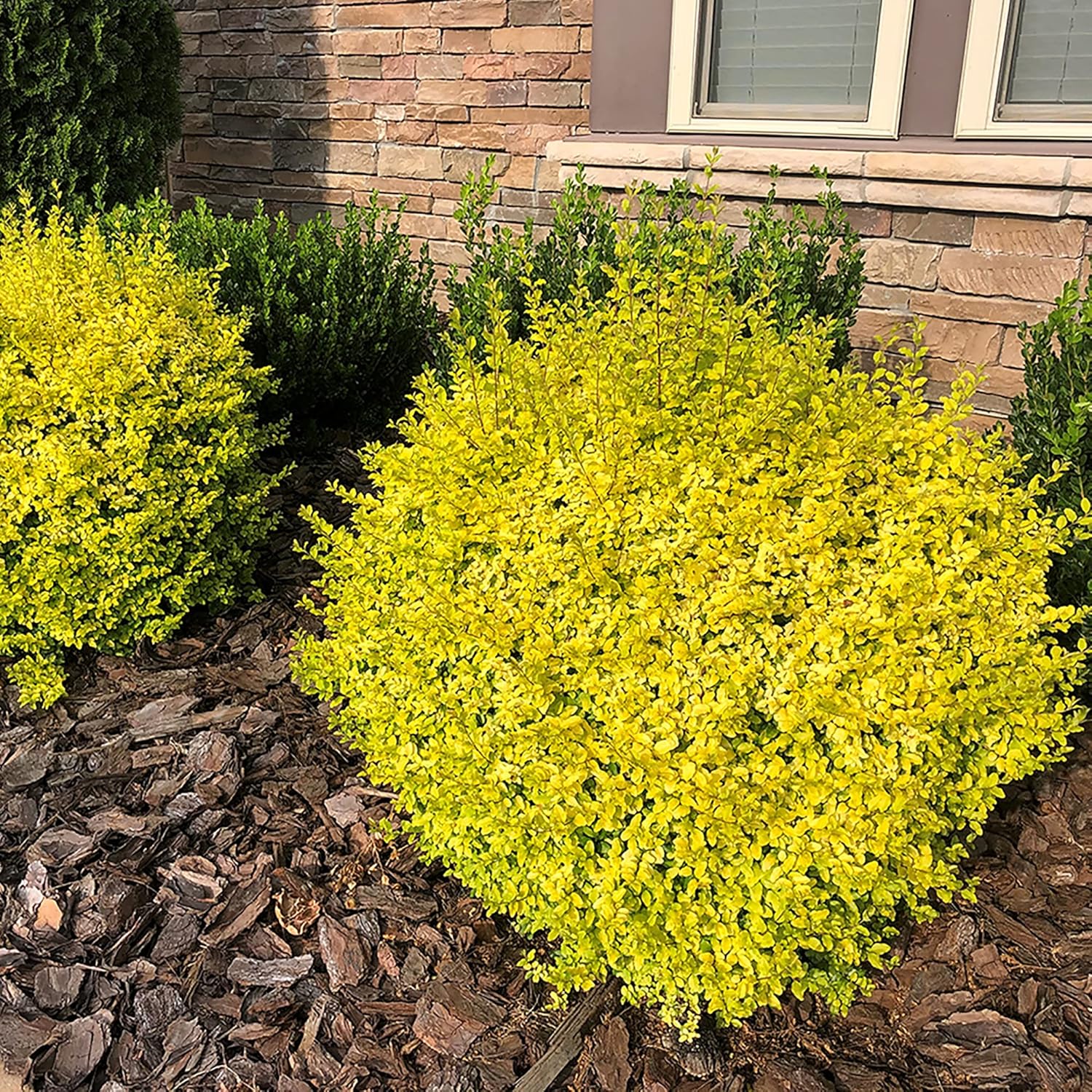 Southern Living Sunshine Ligustrum 2 Gallon-1