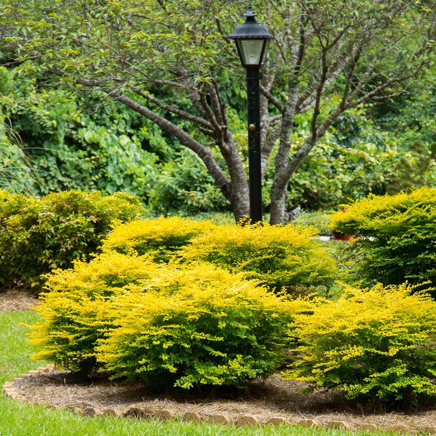 Southern Living Sunshine Ligustrum 2 Gallon-3