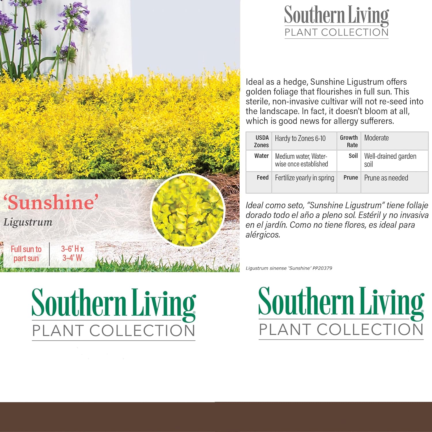 Southern Living Sunshine Ligustrum 2 Gallon-4