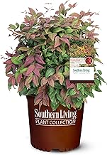 2 Gallon Southern Living Nandina Blush Shrub