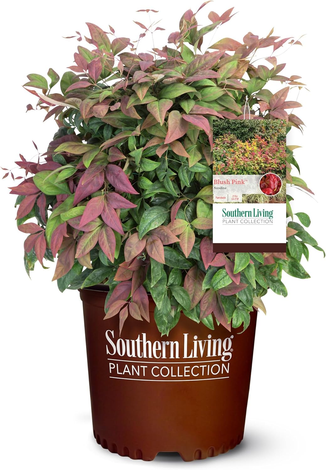 2 Gallon Southern Living Nandina Blush Shrub-0