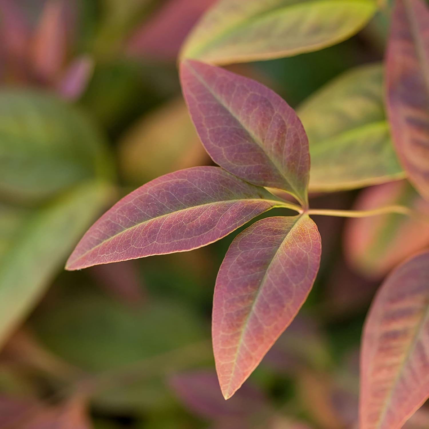 2 Gallon Southern Living Nandina Blush Shrub-1