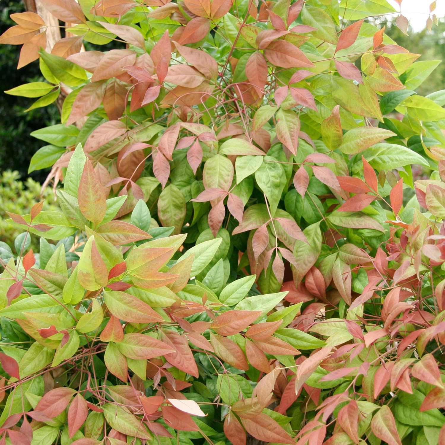 2 Gallon Southern Living Nandina Blush Shrub-2