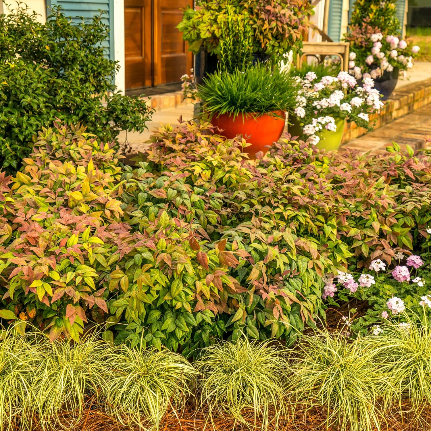 2 Gallon Southern Living Nandina Blush Shrub-3