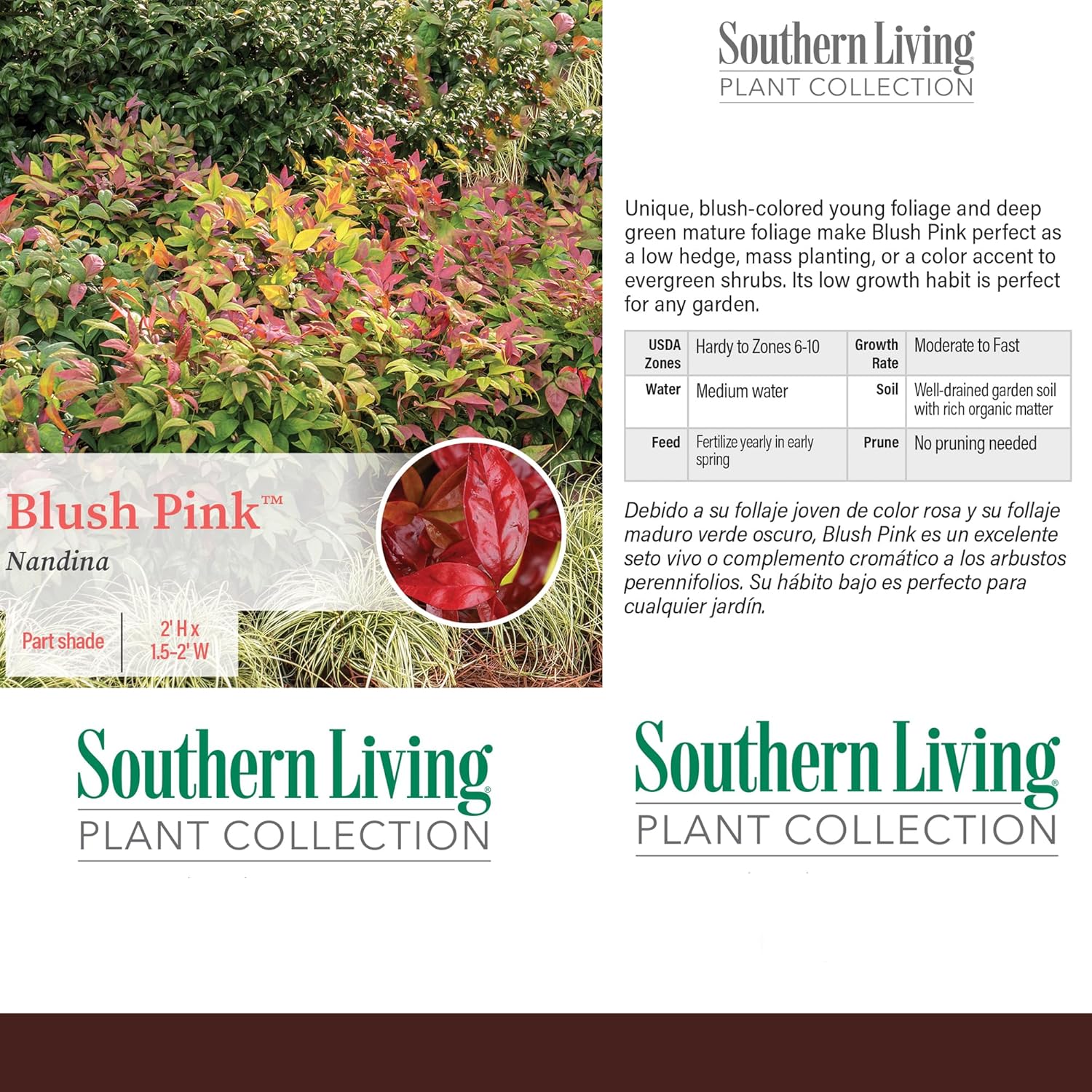 2 Gallon Southern Living Nandina Blush Shrub-4