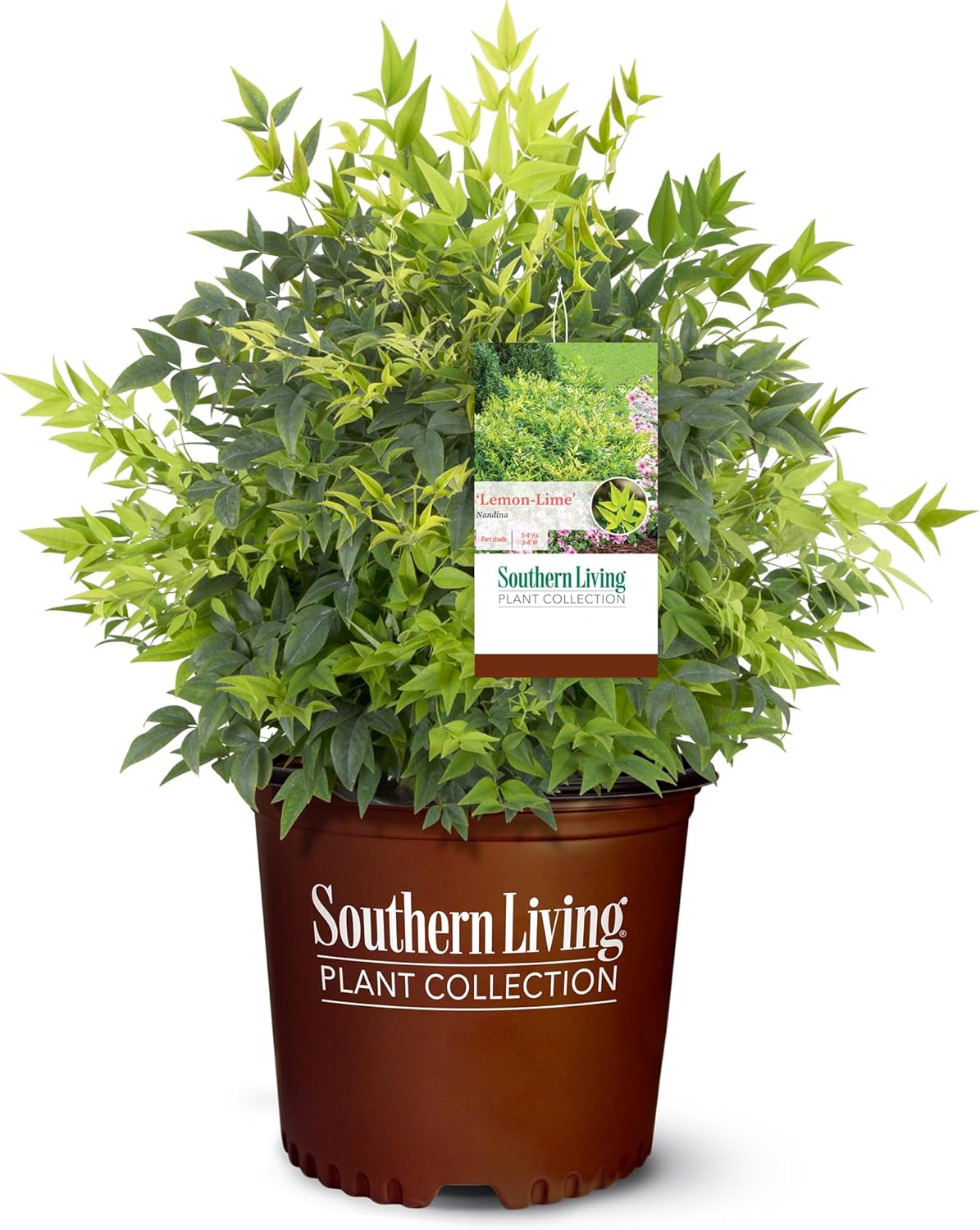 2 Gallon Southern Living Nandina Lemon Lime Shrub-0