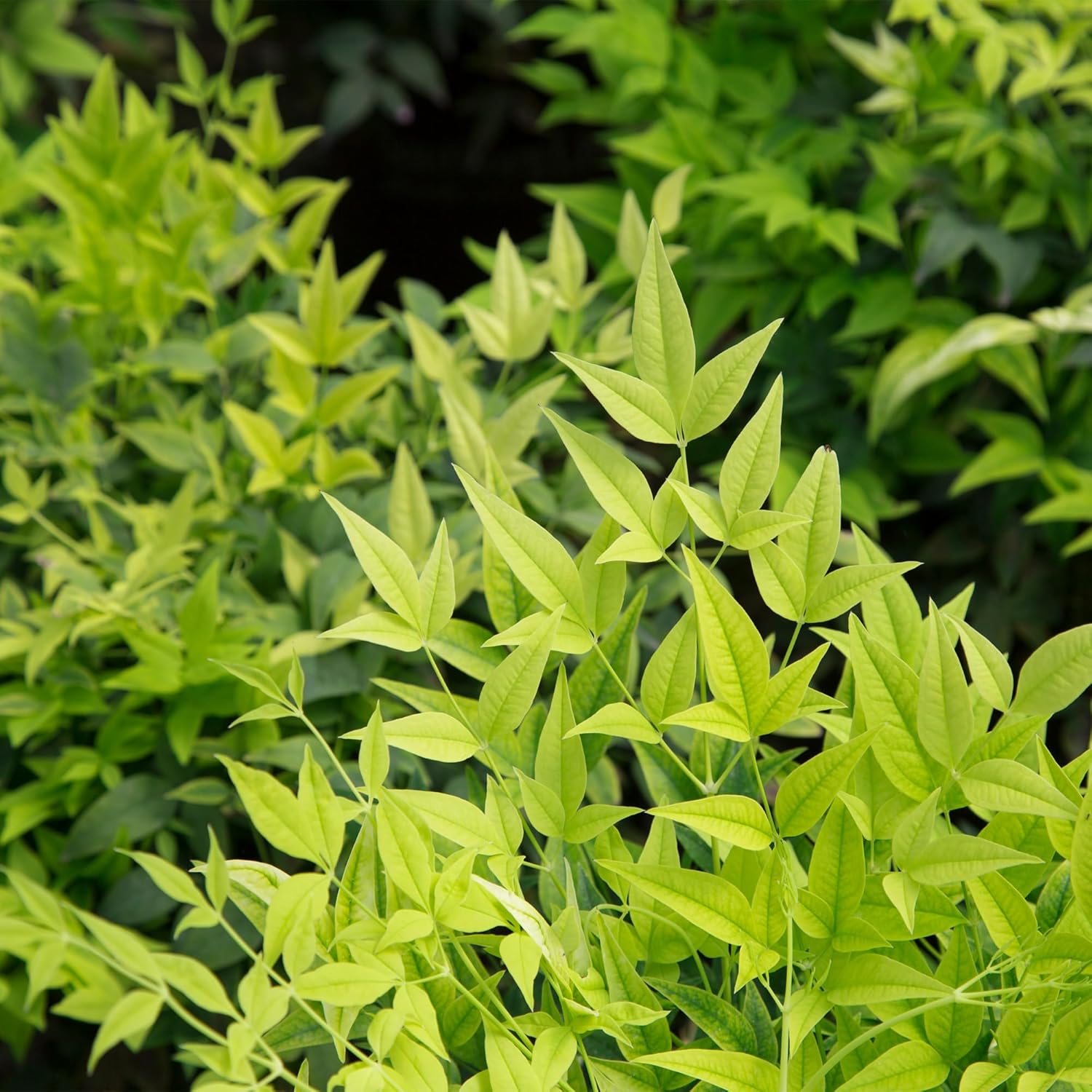 2 Gallon Southern Living Nandina Lemon Lime Shrub-1