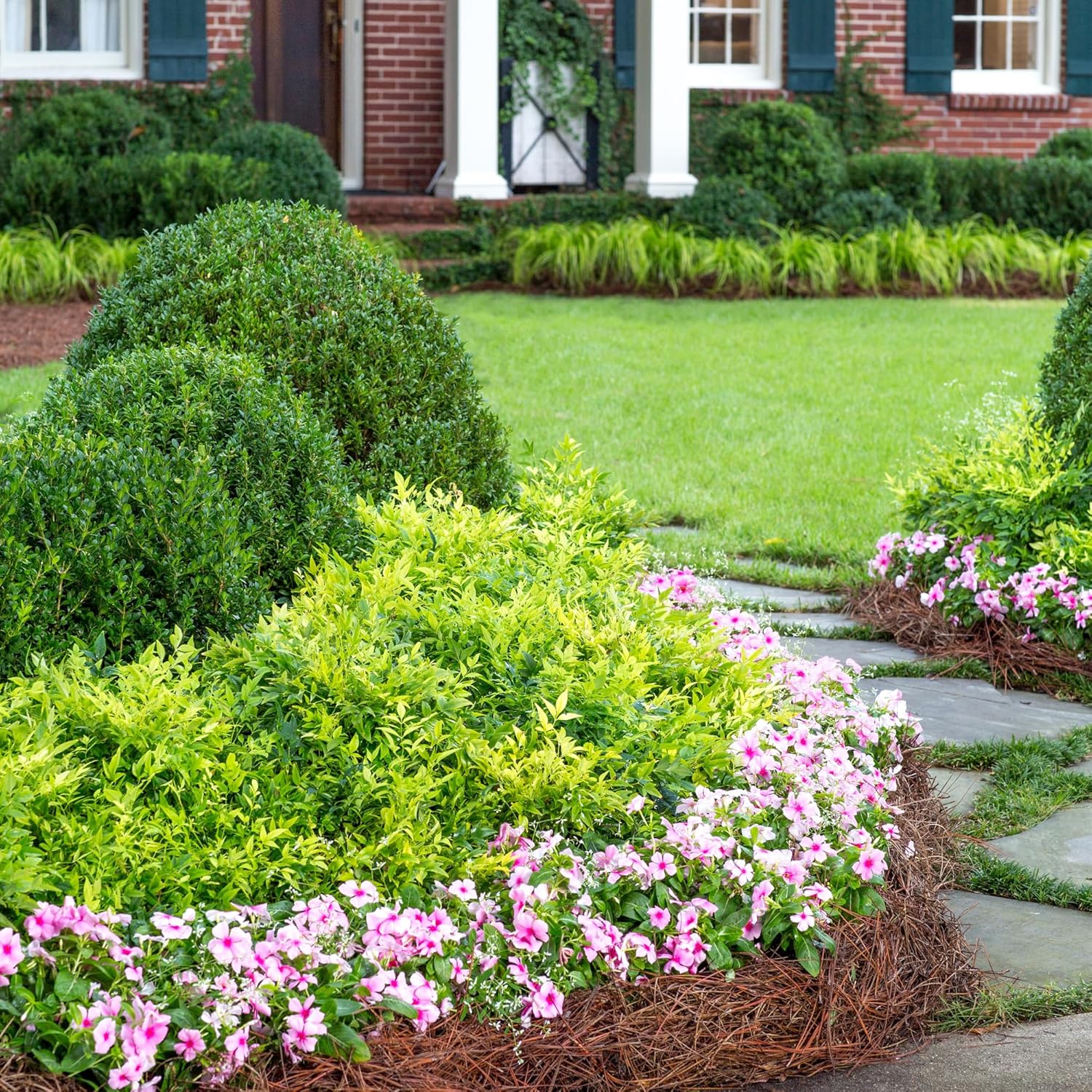 2 Gallon Southern Living Nandina Lemon Lime Shrub-2