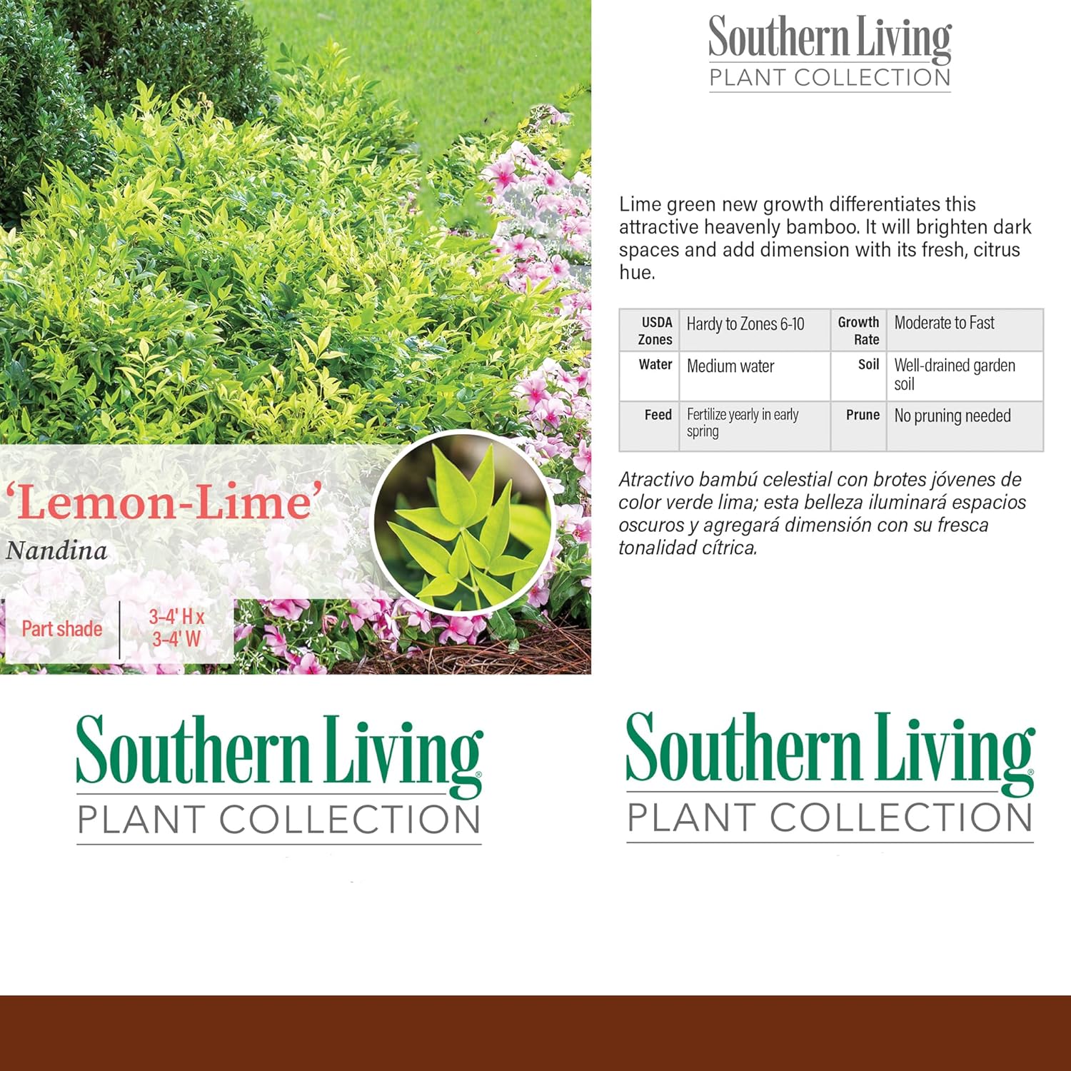 2 Gallon Southern Living Nandina Lemon Lime Shrub-3