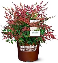 2 Gal. Obsession Nandina Shrub