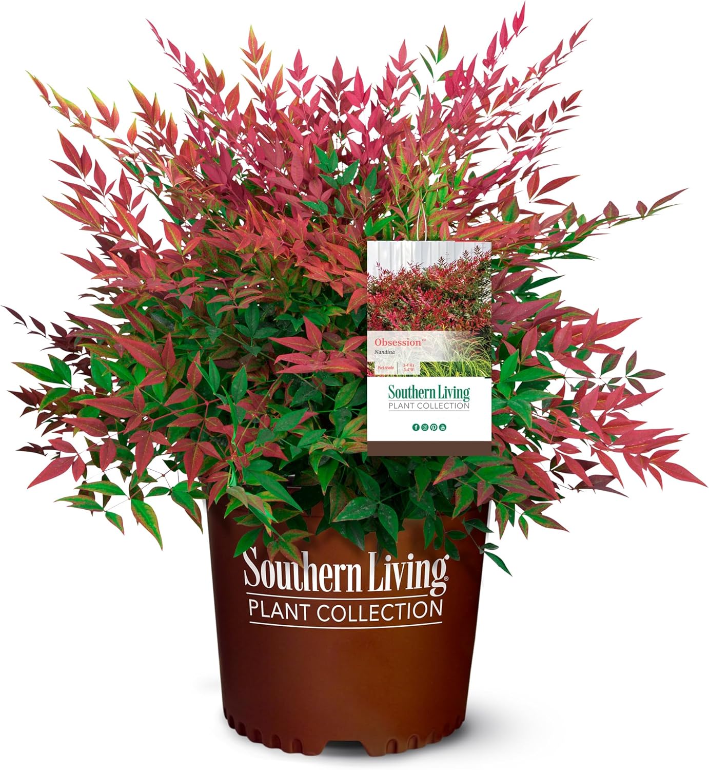 2 Gal. Obsession Nandina Shrub-0