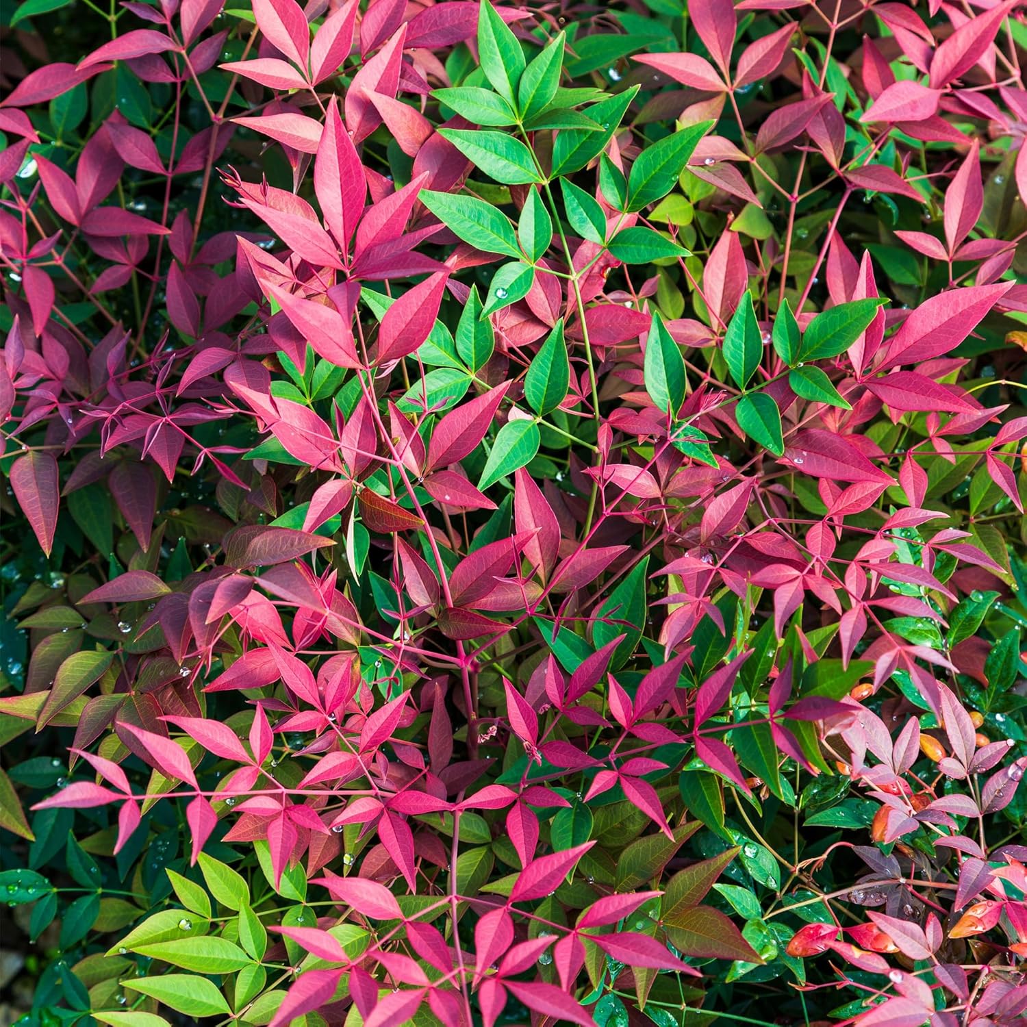 2 Gal. Obsession Nandina Shrub-1