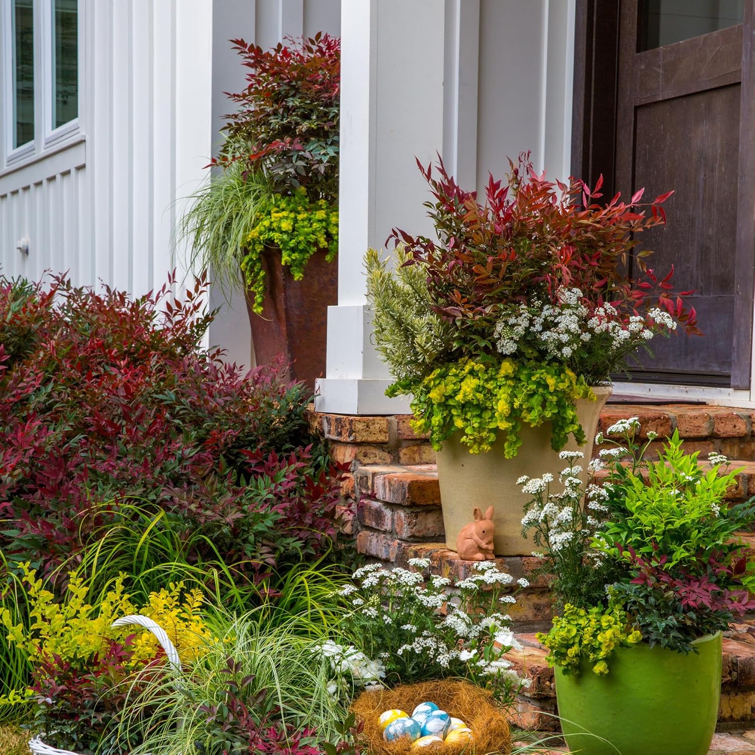 2 Gal. Obsession Nandina Shrub-2