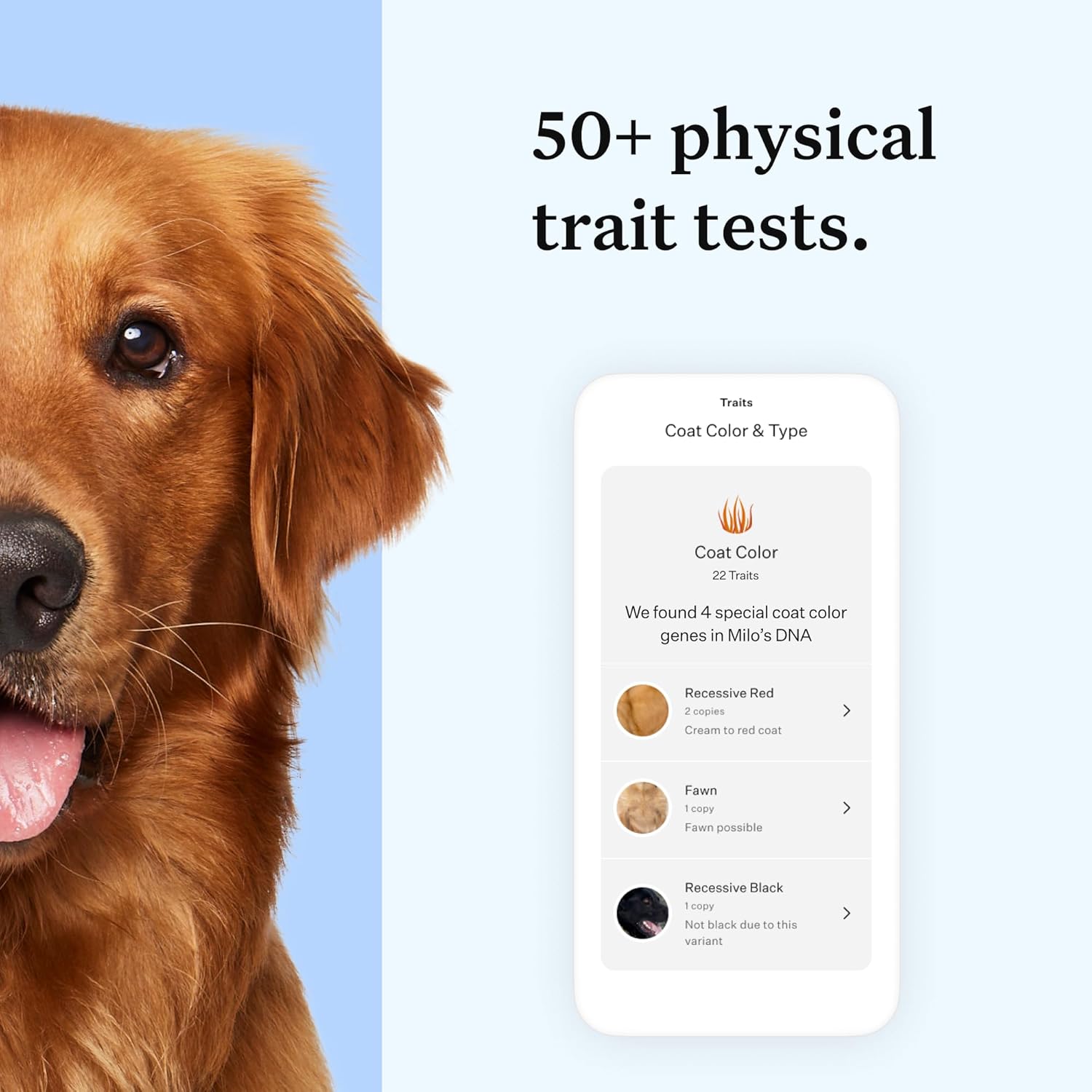 Wisdom Health Panel Essential Dog DNA Kit: Most Accurate Test for 365+ Breeds, 30 Genetic Health Conditions, 50+ Traits, Relatives, Ancestry - 1 Pack-4