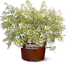 Southern Living Miss Lemon Abelia, 2 Gal, Yellow