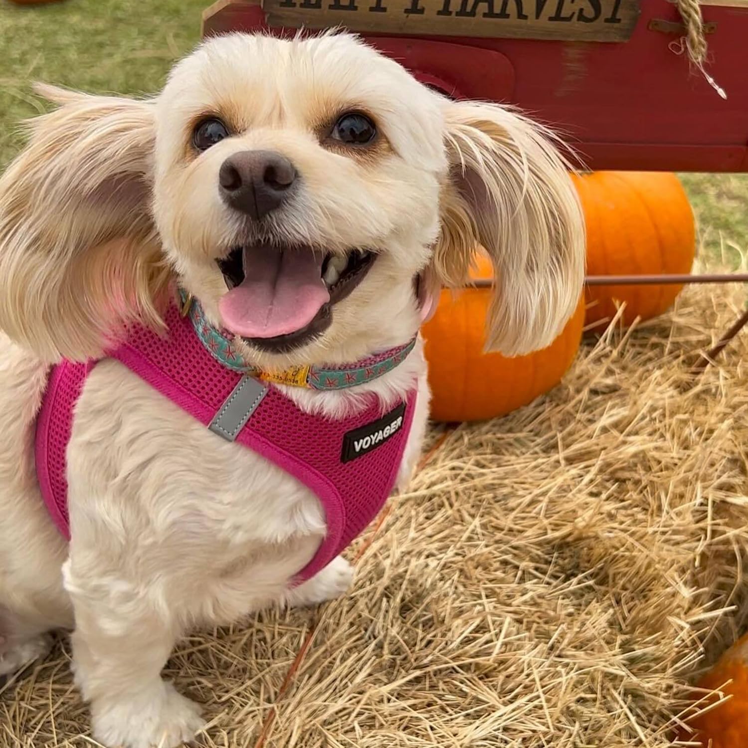 Voyager Step-in Air Dog Harness - All Weather Mesh, Reflective, No Pull Harness for Small, Medium Dogs, Cats - Secure with Hook & Loop Fastener, Buckle, Double D-Rings - Fuchsia, S-7