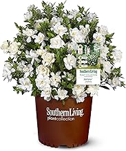 Southern Living Jublilation Gardenia, 2 Gal, Fragrant White Flowers