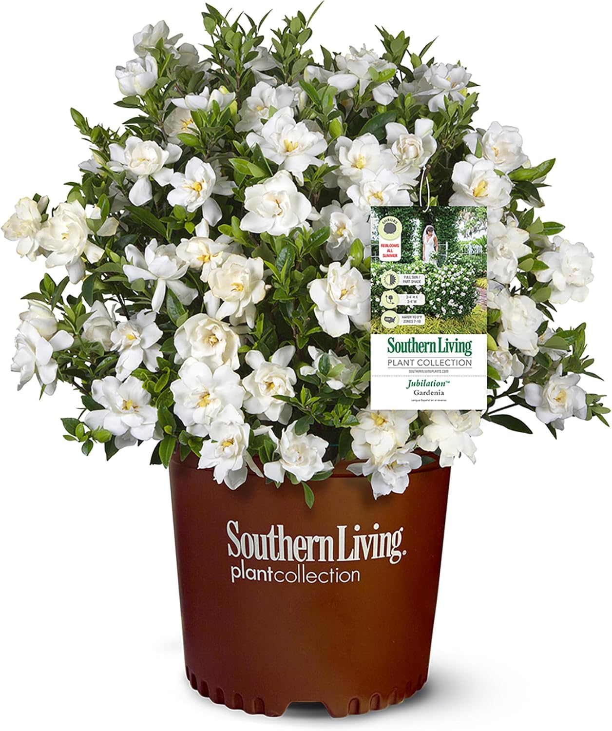 Southern Living Jublilation Gardenia, 2 Gal, Fragrant White Flowers-0