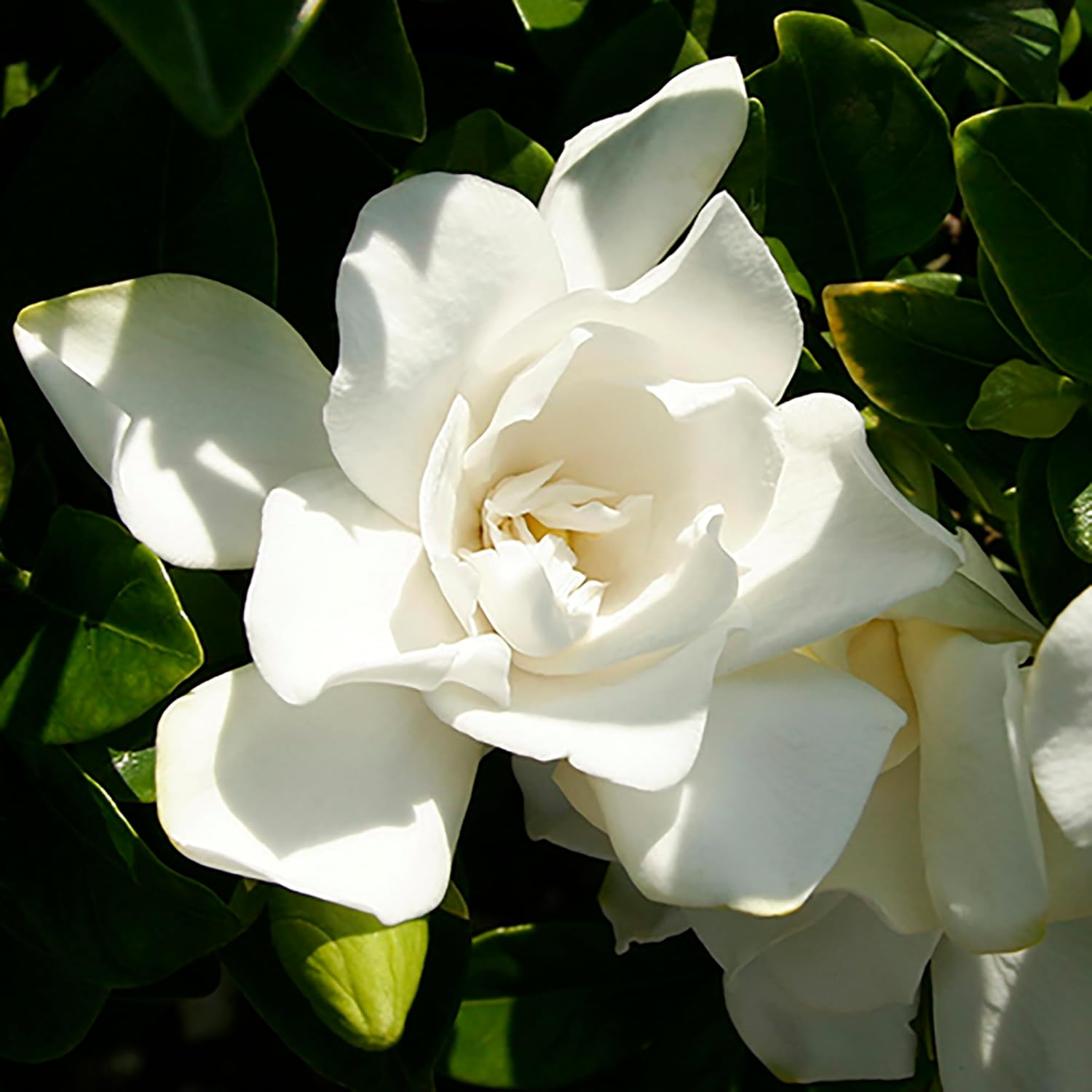 Southern Living Jublilation Gardenia, 2 Gal, Fragrant White Flowers-1