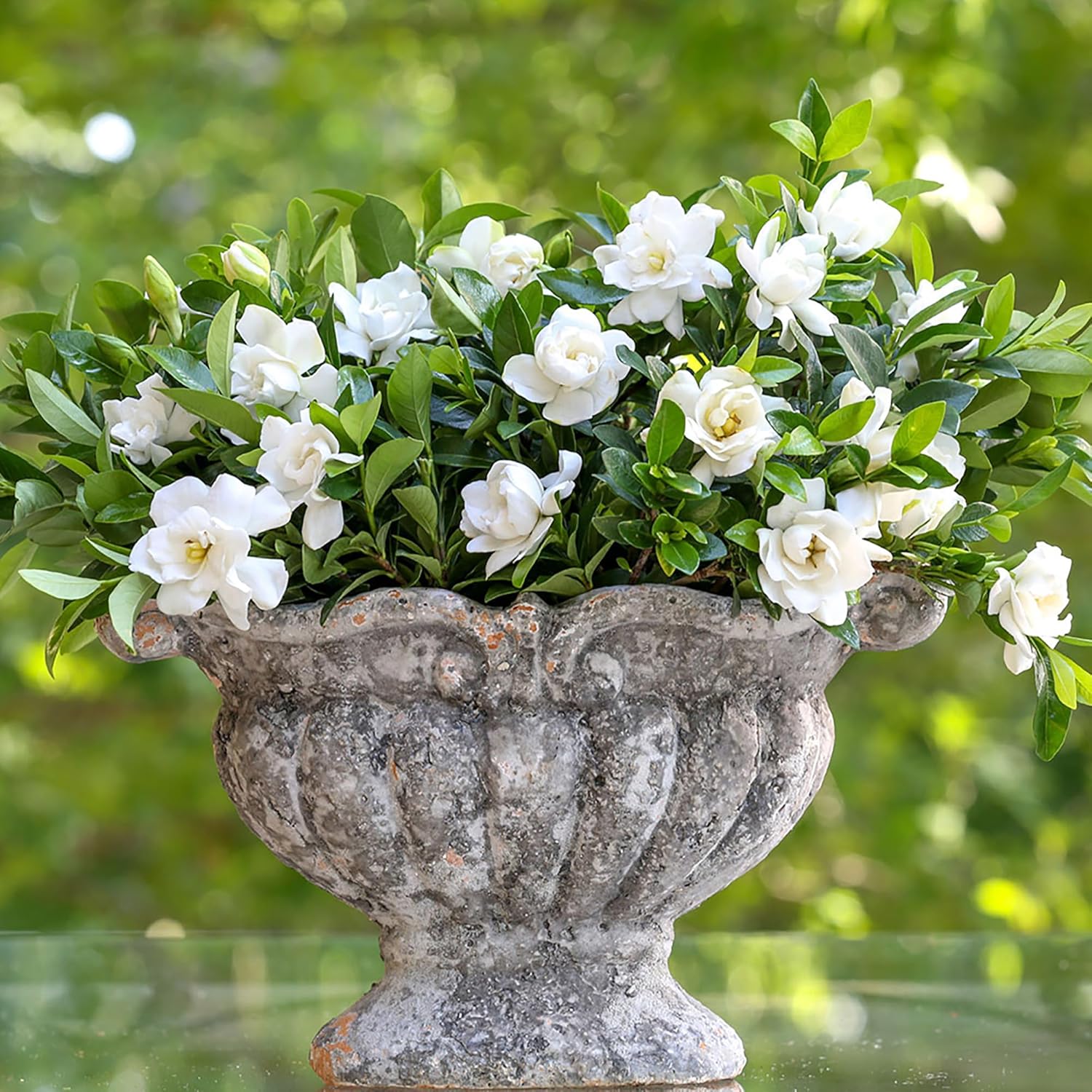 Southern Living Jublilation Gardenia, 2 Gal, Fragrant White Flowers-2