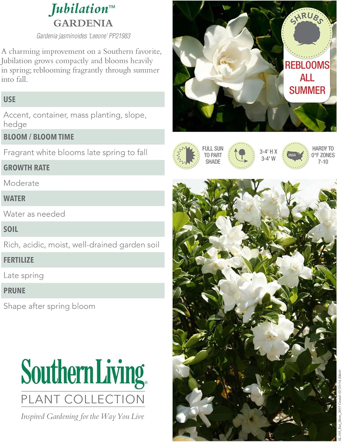 Southern Living Jublilation Gardenia, 2 Gal, Fragrant White Flowers-3