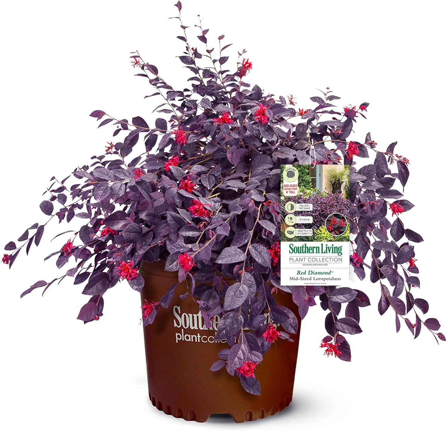 2 Gallon Southern Living Loropetalum Red Diamond Shrub-0