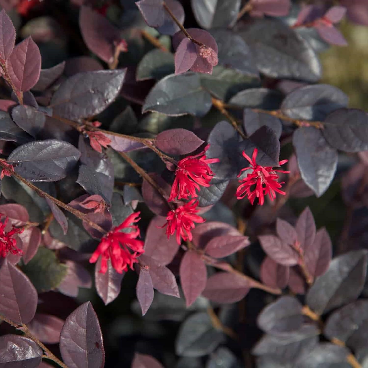 2 Gallon Southern Living Loropetalum Red Diamond Shrub-1