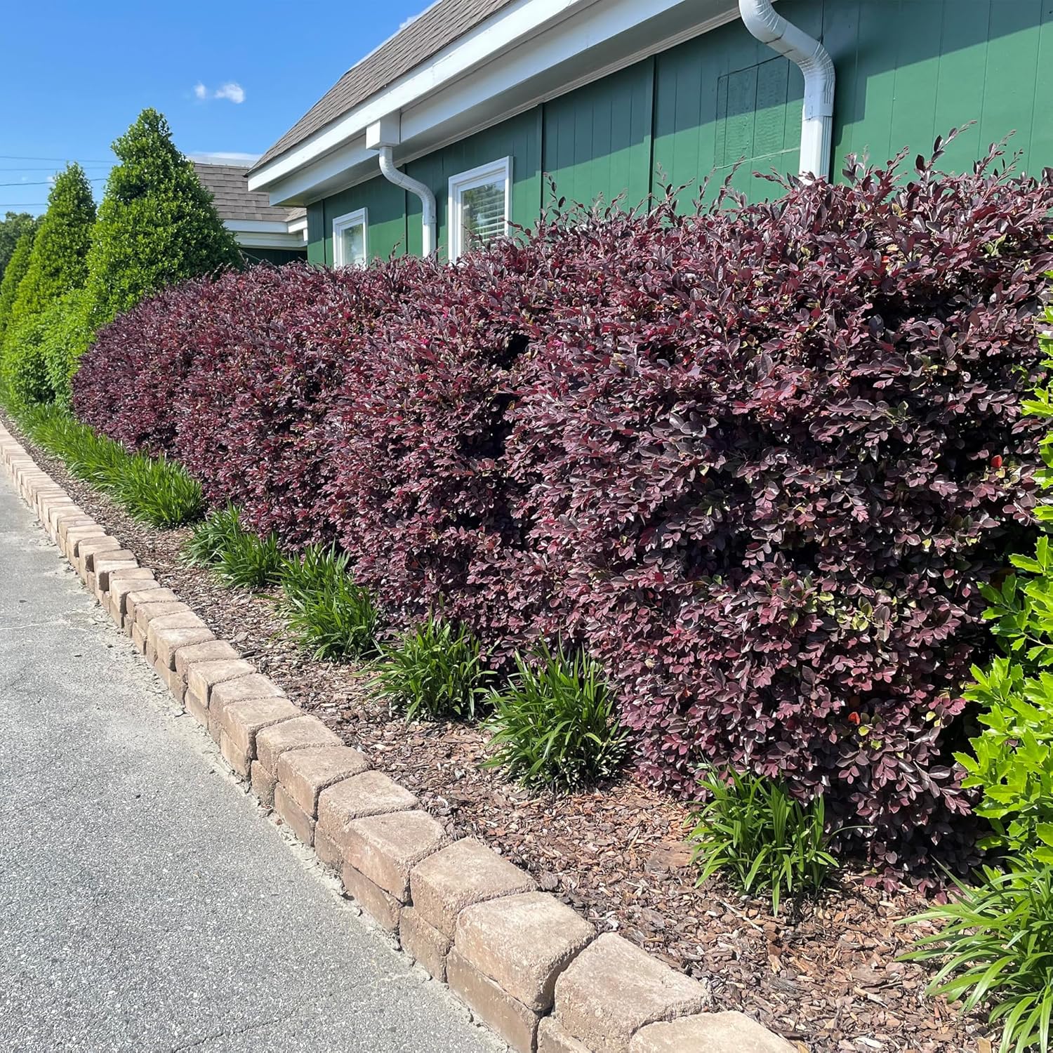 2 Gallon Southern Living Loropetalum Red Diamond Shrub-2