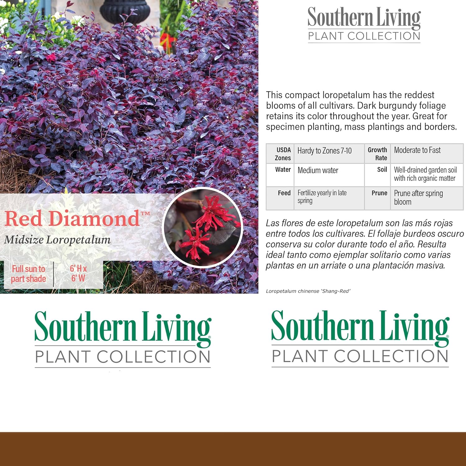 2 Gallon Southern Living Loropetalum Red Diamond Shrub-3