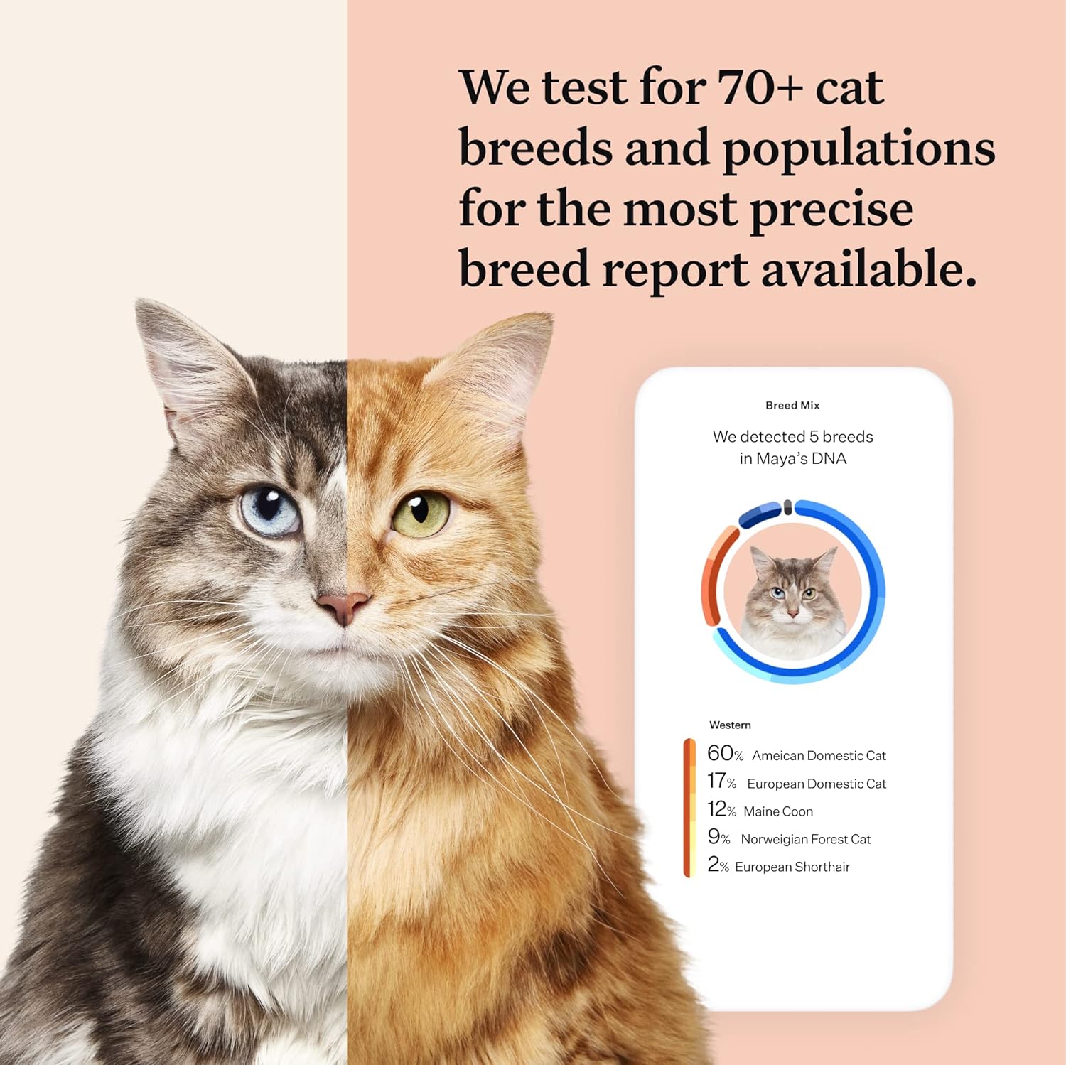 Wisdom Panel Complete: Comprehensive Cat DNA Test kit for 45 Health Genetic Health Conditions, 70+ Breeds and populations, 25+ Traits, Blood Type - 1 Pack-1