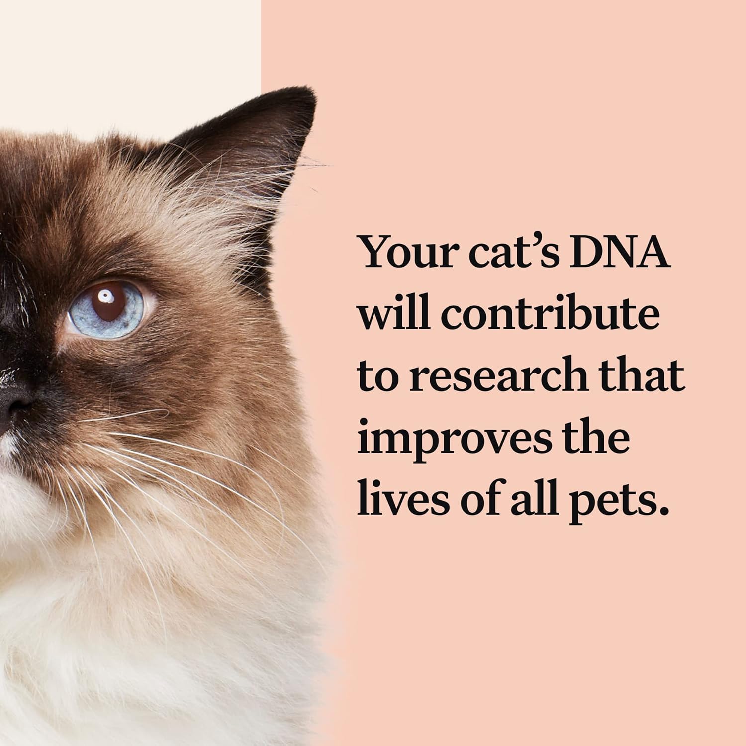 Wisdom Panel Complete: Comprehensive Cat DNA Test kit for 45 Health Genetic Health Conditions, 70+ Breeds and populations, 25+ Traits, Blood Type - 1 Pack-5