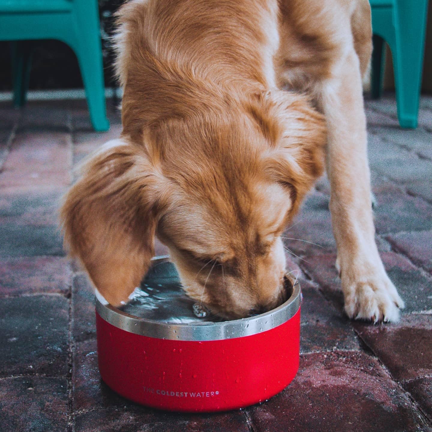 Coldest Dog Bowl - Anti Rust Metal & Non Slip Dog Bowls Large, Spill Proof Heavy Duty 3 Layers Insulated Dog Bowl - Food and Water Bowl for Dogs, Cats & Pets, Dishwasher Safe (42 oz, Black Leopard)-8