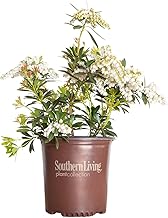 Mountain Snow Pieris (2 Gallon) Blooming Evergreen Shrub with White Flowers - Part Shade to Shade Live Outdoor Plant