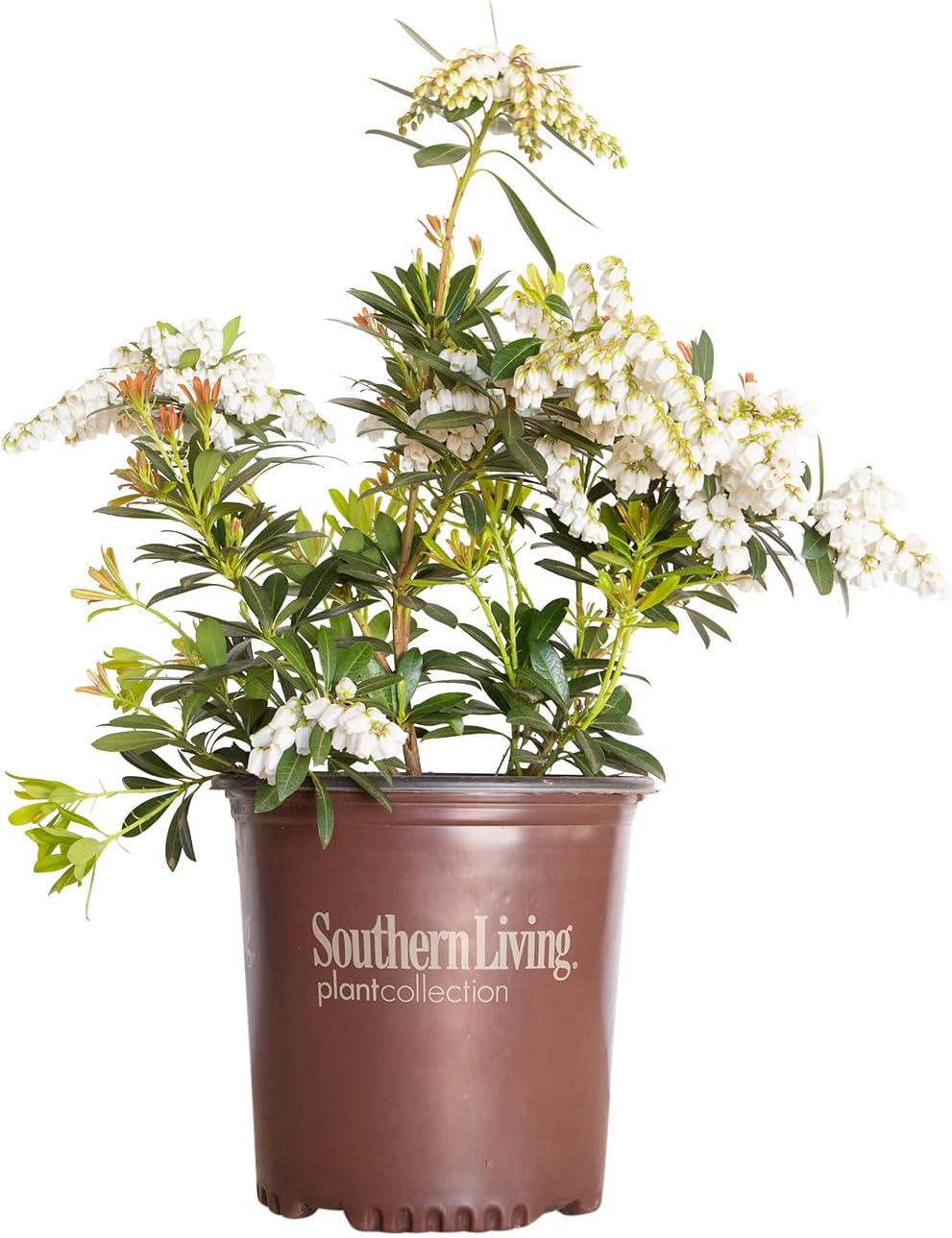 Mountain Snow Pieris (2 Gallon) Blooming Evergreen Shrub with White Flowers - Part Shade to Shade Live Outdoor Plant-0