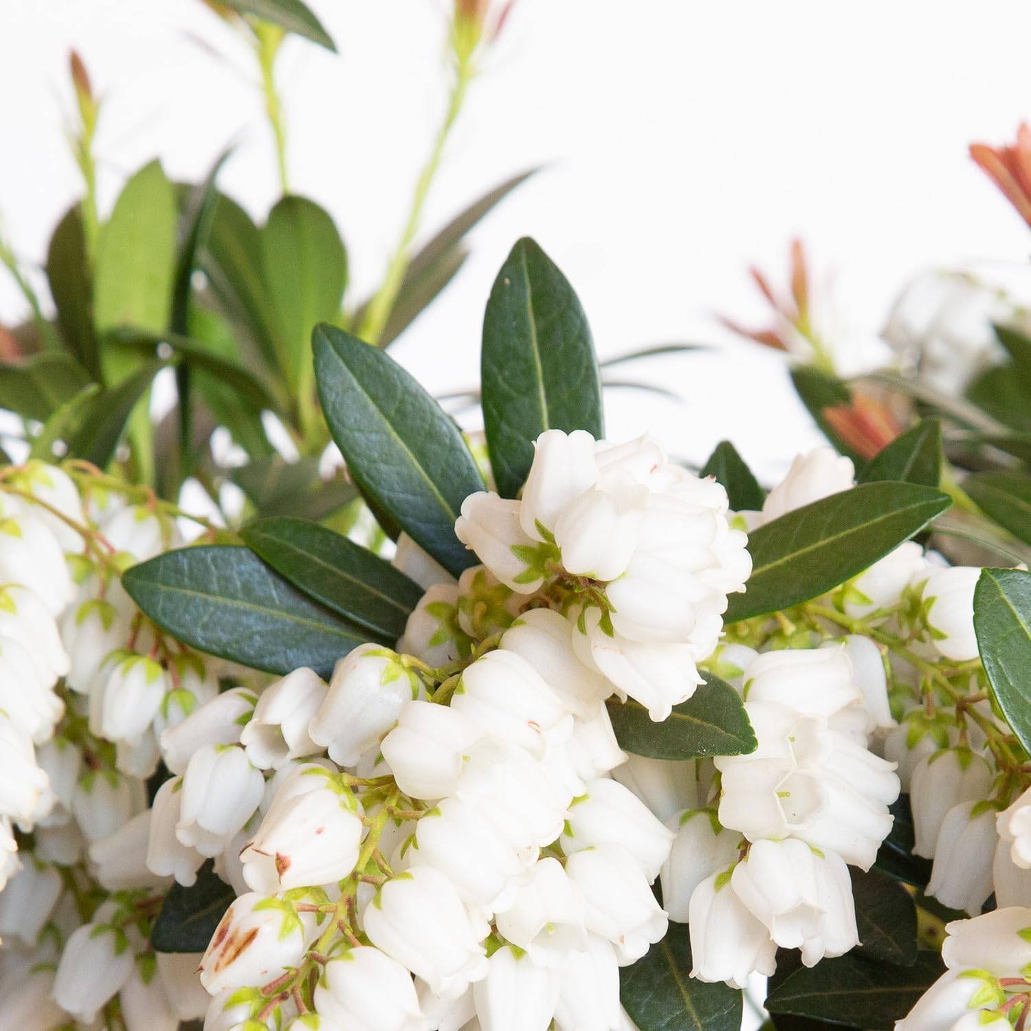 Mountain Snow Pieris (2 Gallon) Blooming Evergreen Shrub with White Flowers - Part Shade to Shade Live Outdoor Plant-1